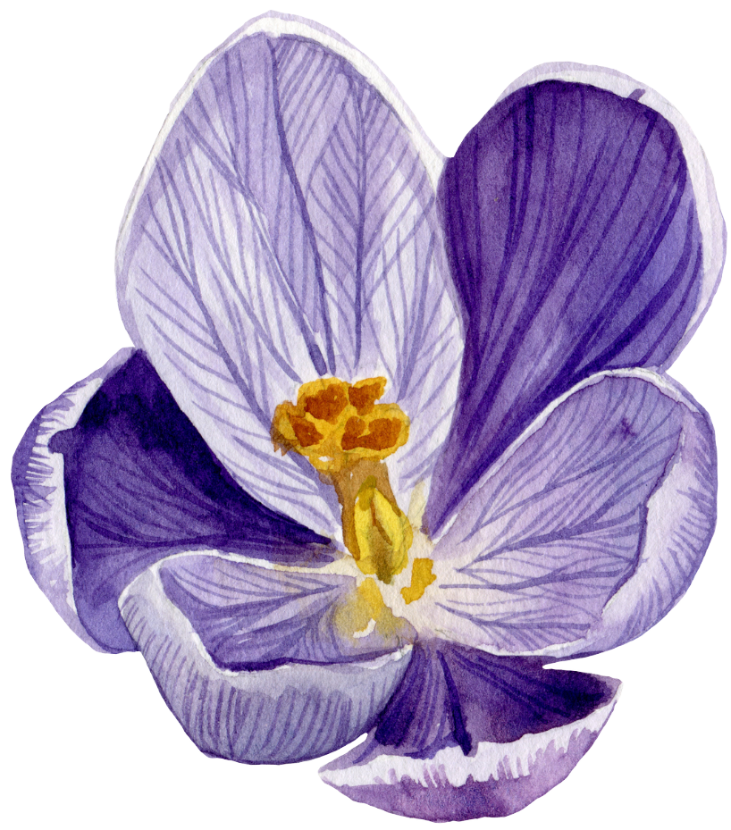 fleur7
